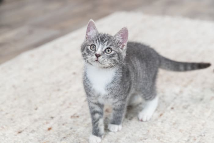Arena para gatos Amora