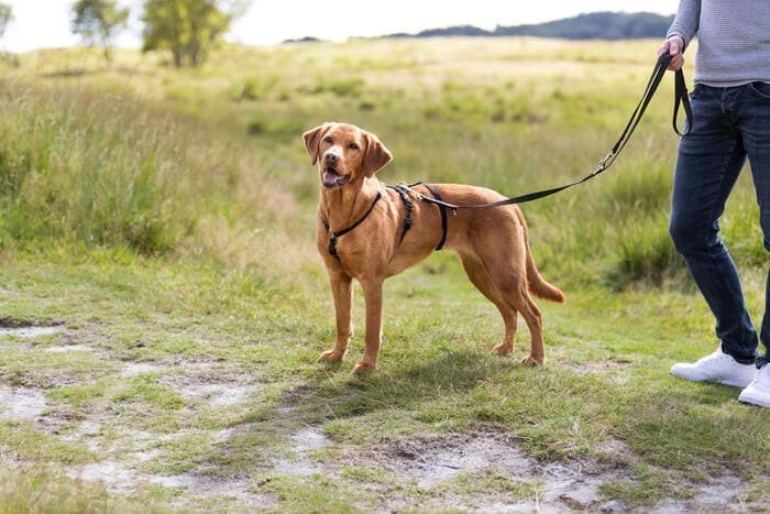Arneses antitirones y canicross para perros