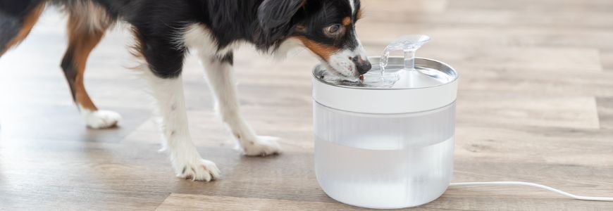 Fuentes de agua para perros