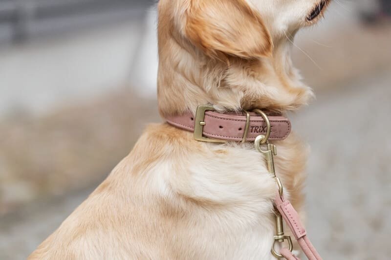 Colección Pure para perros