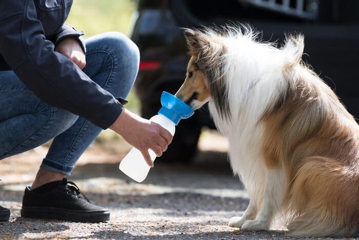 Bebederos de viaje para perros