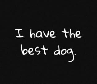Productos para perros