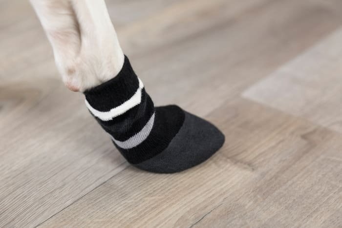 Botas para perros