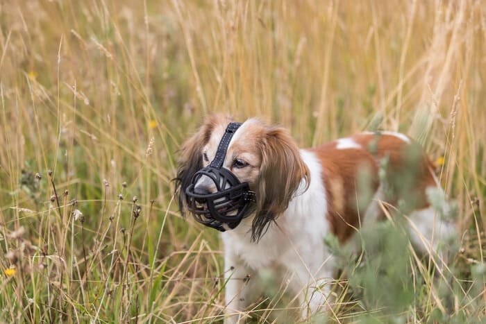 Bozales para perros