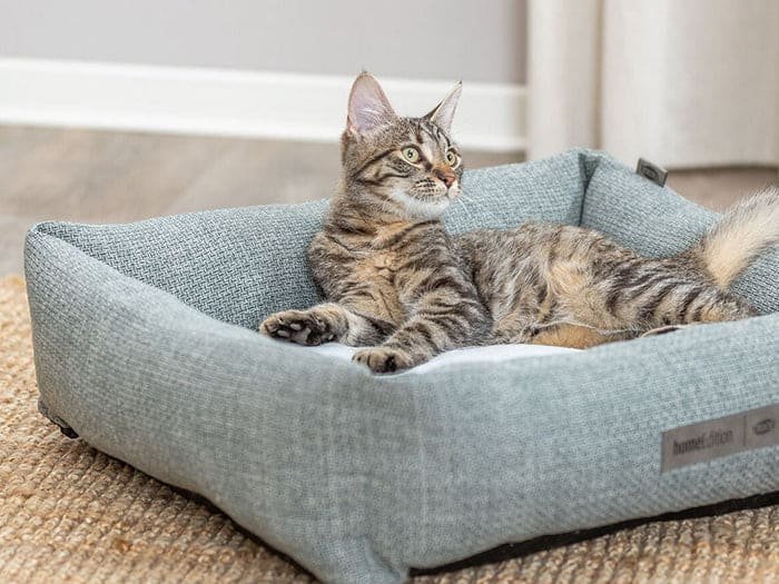 Camas y descanso para gatos