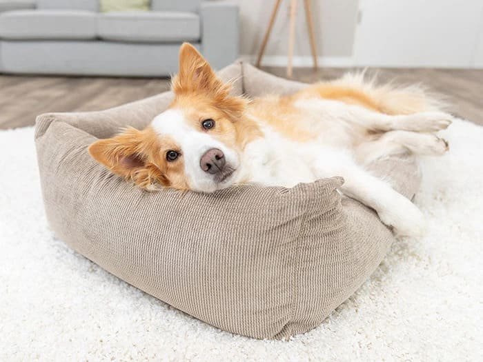 Descanso y camas para perros