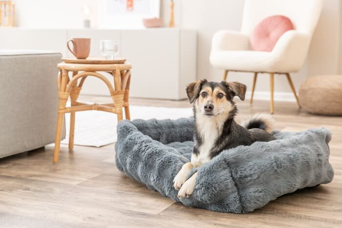 Camas para perros