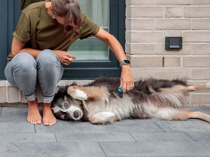 Cepillos para perros