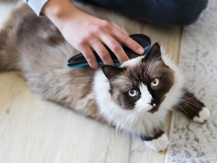 Cepillos para gatos