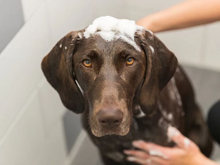 Champús para perros