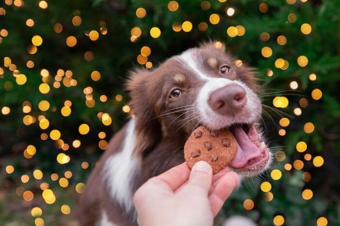 Chocolate para perros