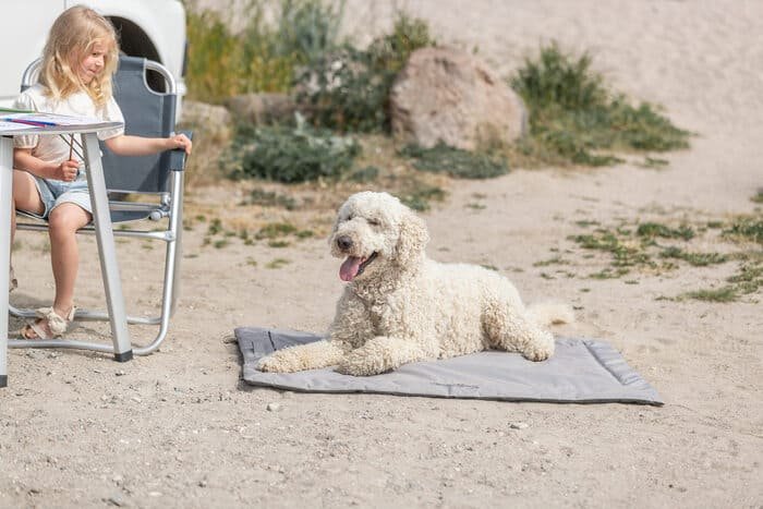 Cojines para perros