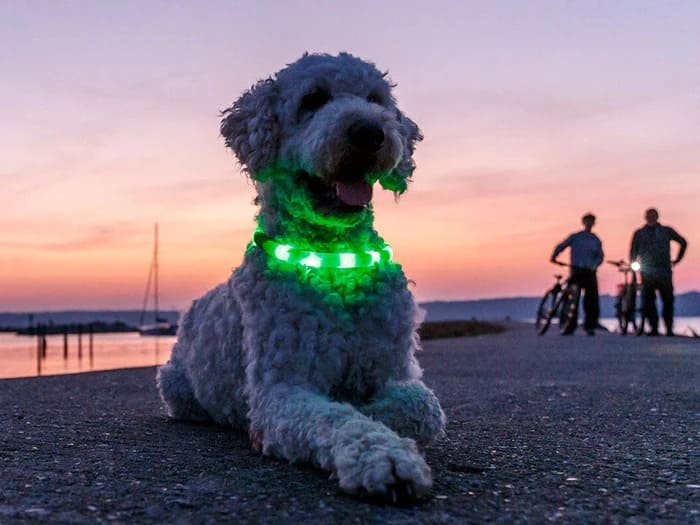 Luces LED y flasher luminosos para perros