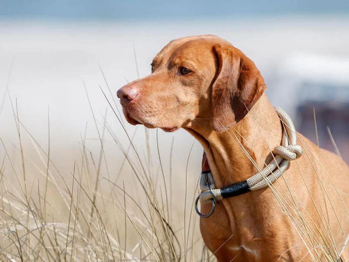 Collares y correas BE NORDIC para perros