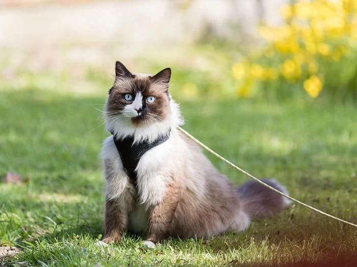 Collares y arneses para gatos