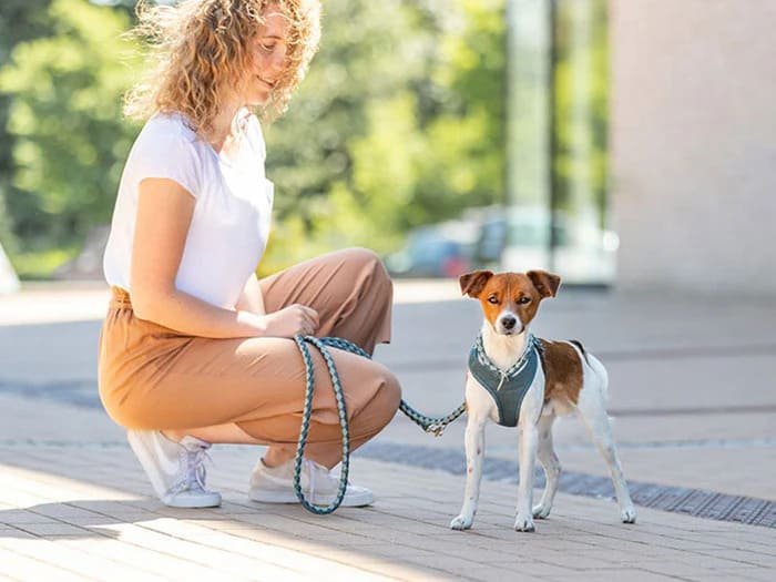 Collares, correas y arneses para perros