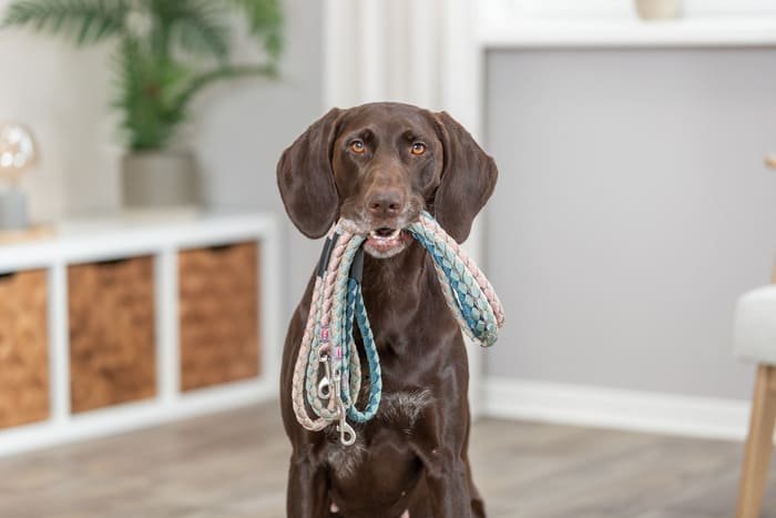 Colección Cavo de collares y correas para perros