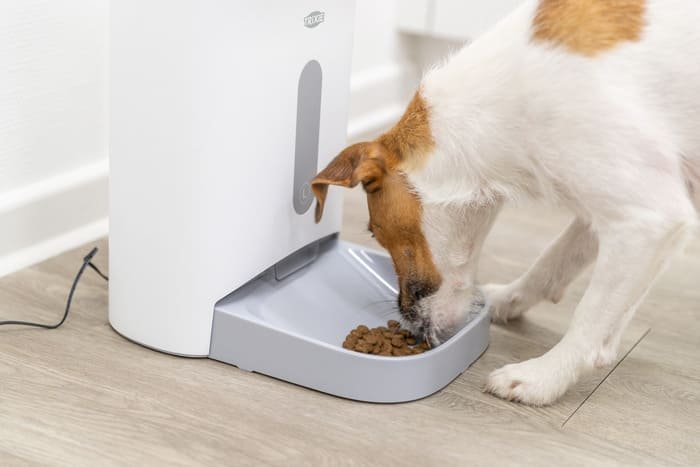 Comederos automáticos para perros