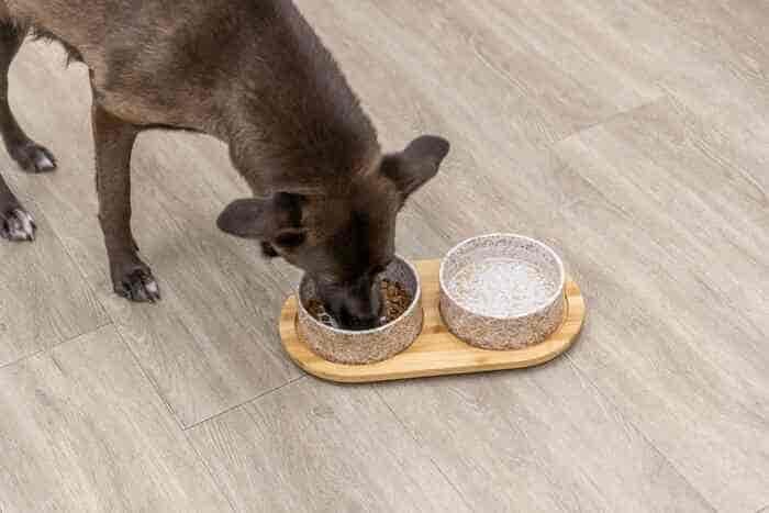Comederos de cerámica para perros