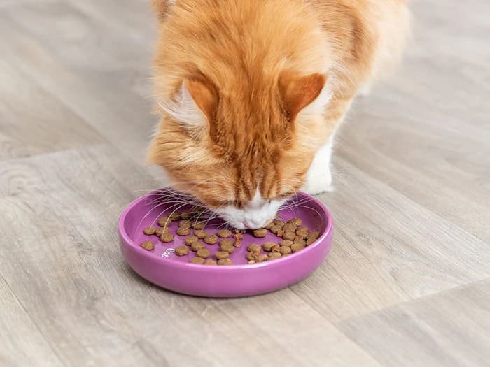 Comederos para gatos