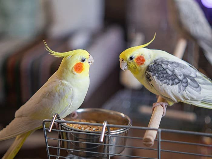 Comederos para pájaros