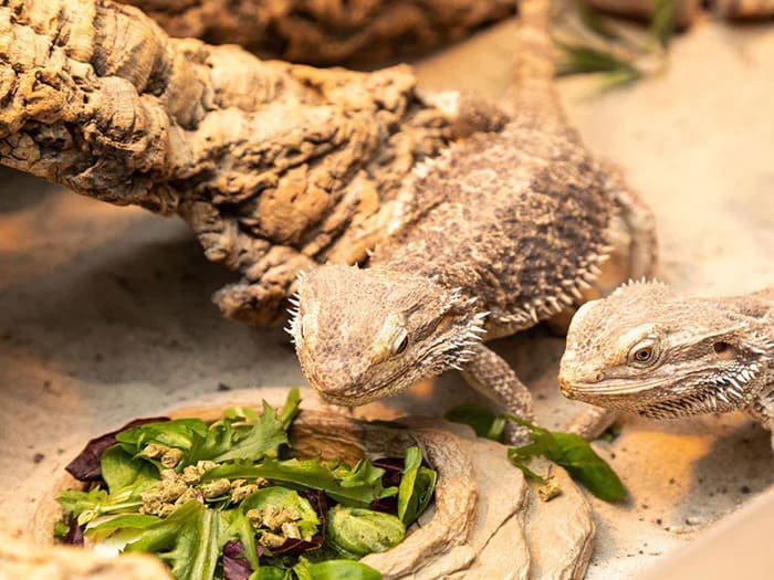 Comederos para reptiles