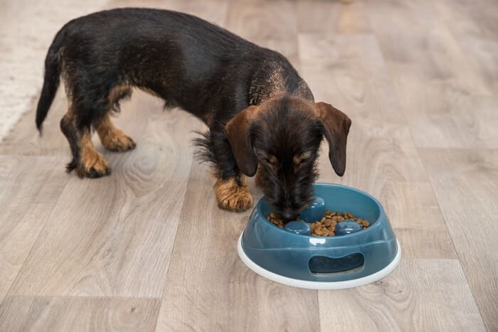 Comederos de plástico para perros
