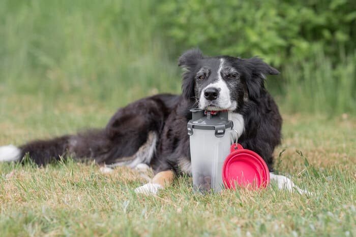 Comederos de silicona para perros