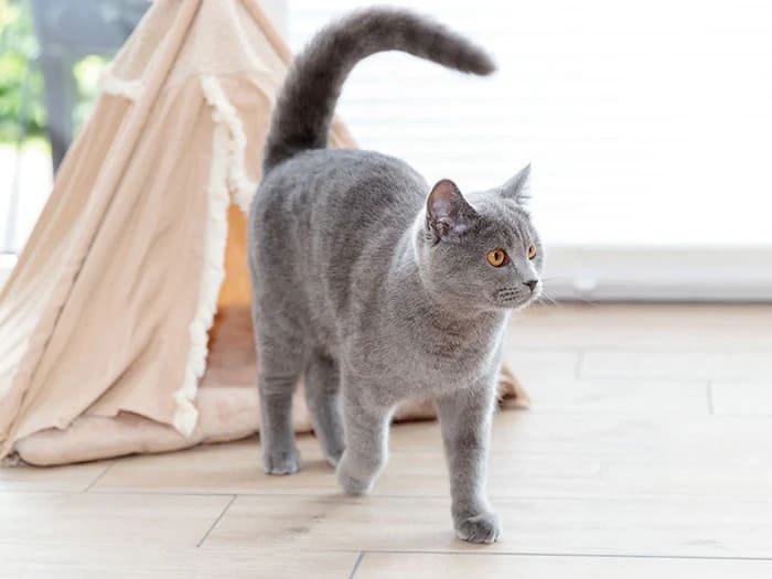 Cuevas para gatos
