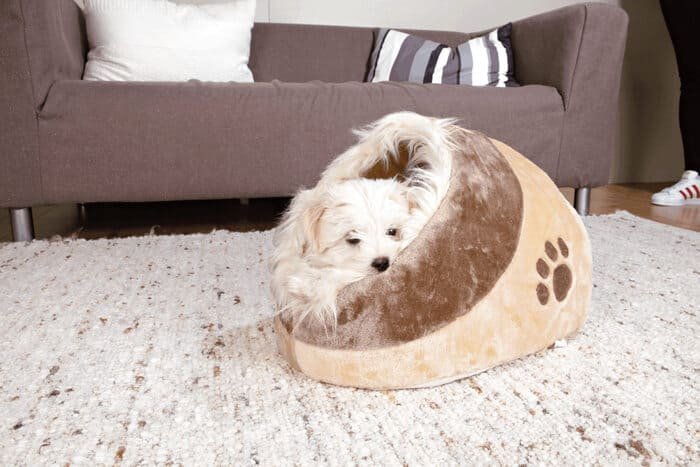 Cuevas para perros