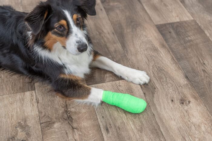 Productos de cuidados para perros
