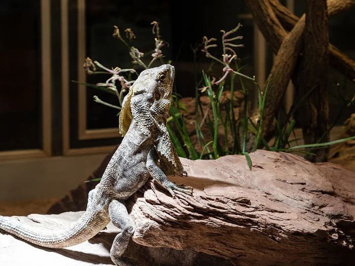 Decoración para reptiles