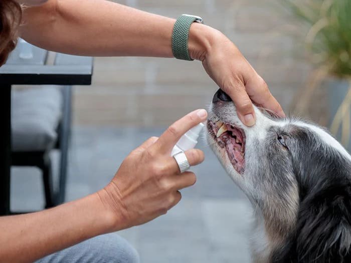 Productos de limpieza dental para perros