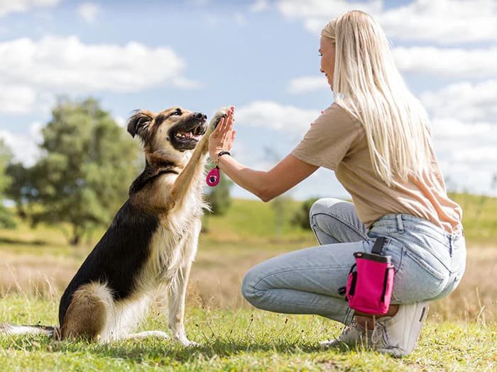 Educación, entrenamiento y deporte para perros