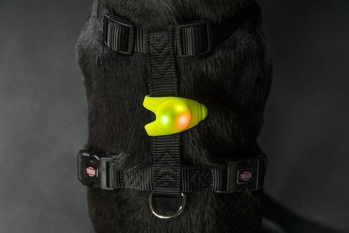 Flashers y luces para perros