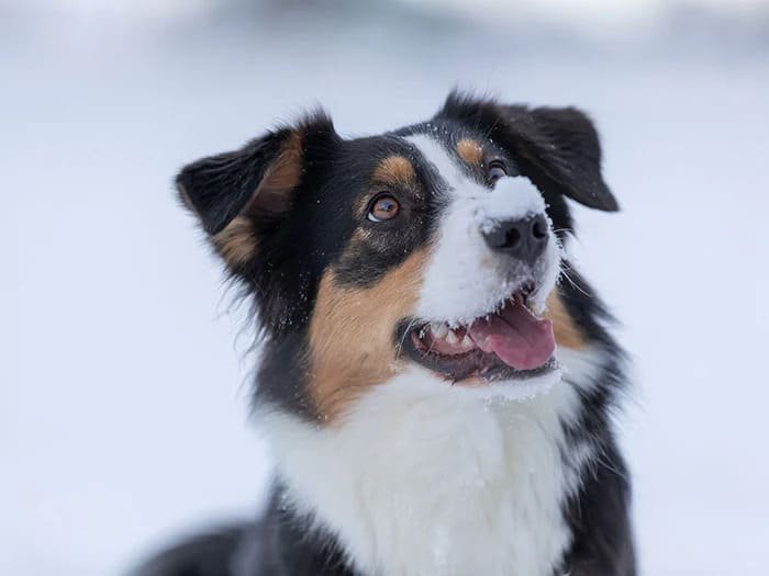 Correas extensibles Flexi para perros