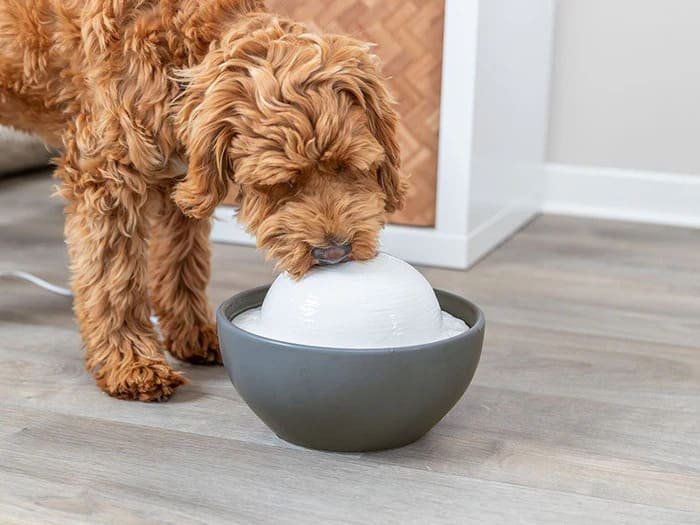 Fuentes de agua para perros
