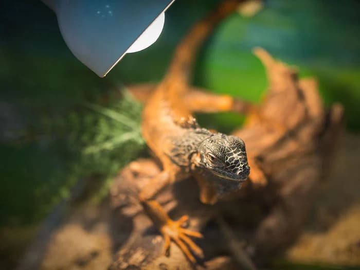 Iluminación para reptiles