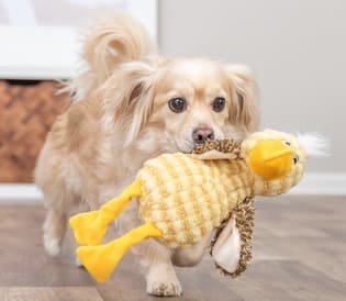 Juguetes para perros