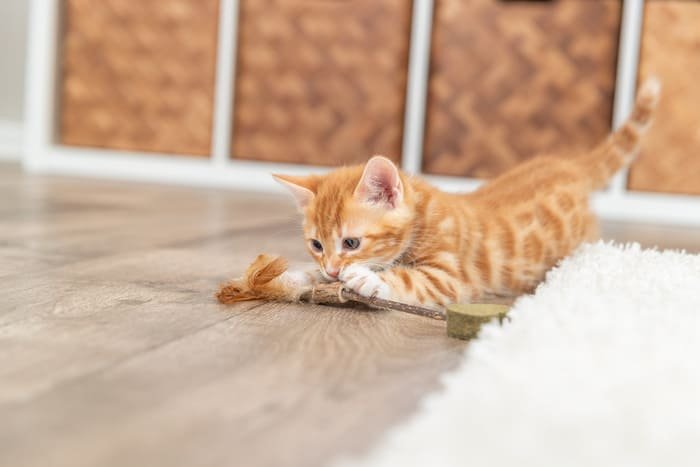 Juguetes con catnip para gatos