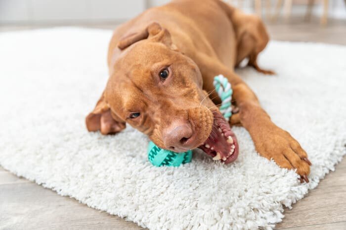 Juguetes con cuerda para perros