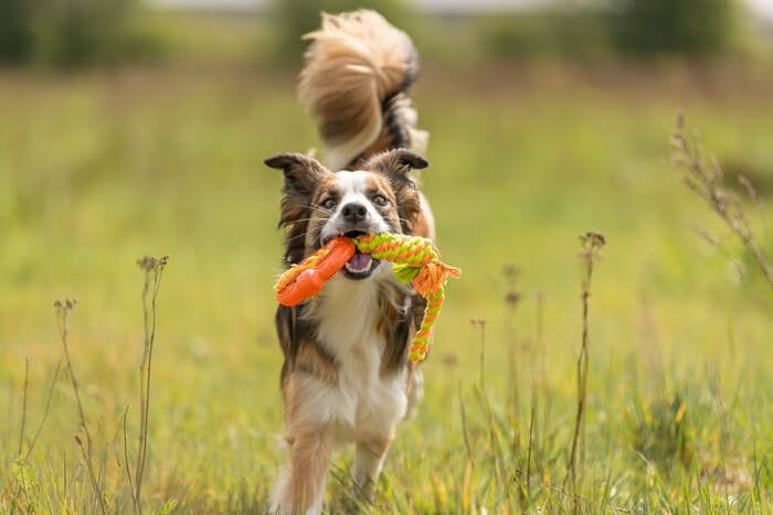 Juguetes de caucho para perros