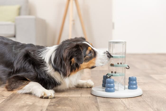 Juguetes educativos para perros