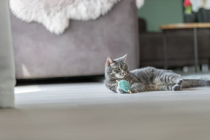 Juguetes de felpa suave para gatos