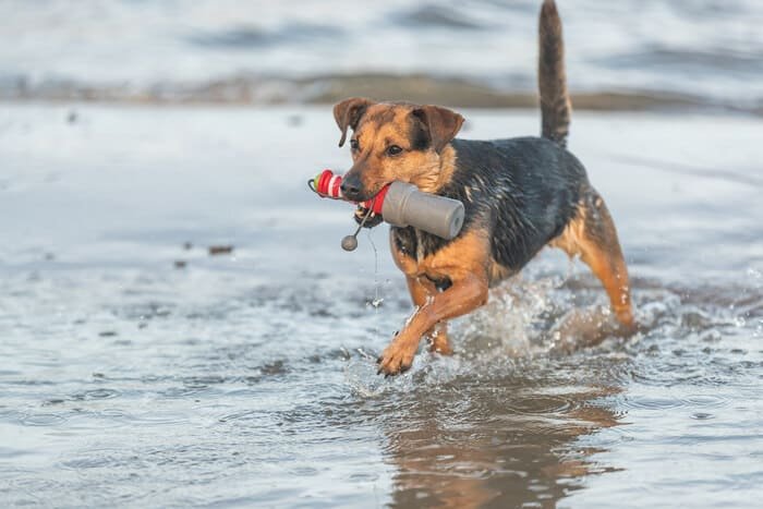 Juguetes flotantes para perros