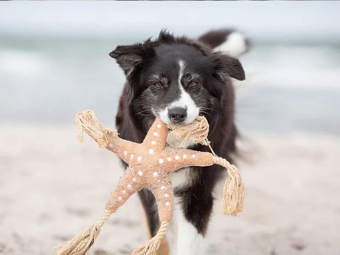 Juguetes para perros