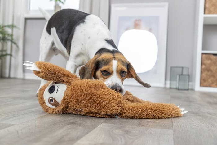 Peluches para perros