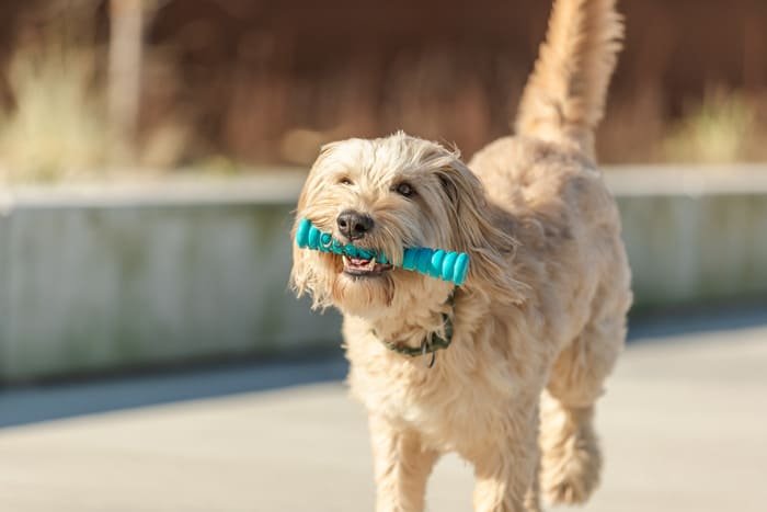Juguetes de termoplástico para perros