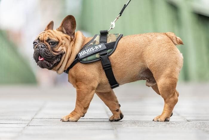 Julius-K9 arneses y accesorios para perros