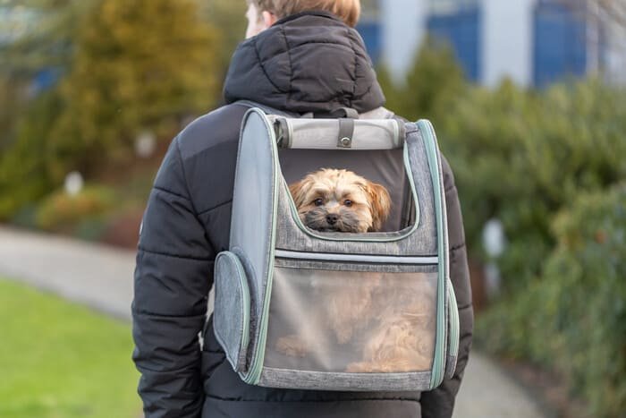 Mochilas para perros